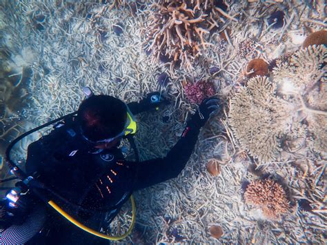 Genomics can help restore coral reefs in Indian Ocean | Mirage News