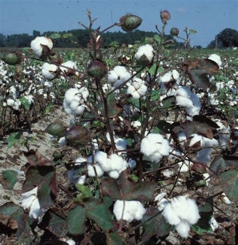 AgriHunt: Cotton crop situation satisfactory