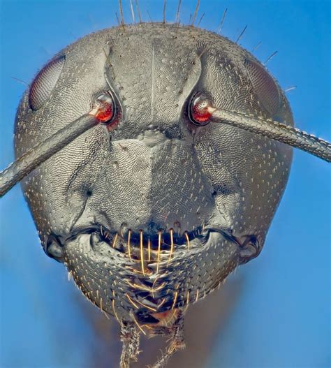 🔥 A close up picture of an ants face : r/NatureIsFuckingLit