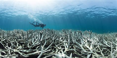 New corals in the Great Barrier Reef on the decline after back-to-back bleaching - NationofChange