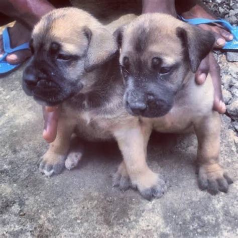 Fairvet | Boerboel Brindle Puppies