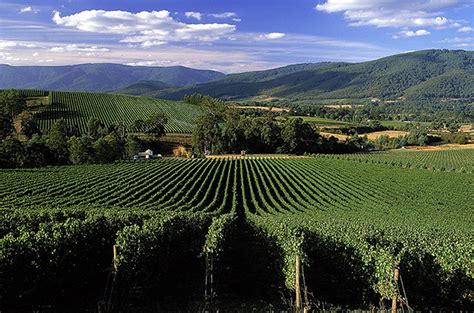 Yarra Valley Wineries :: Domaine Chandon :: Yering Station :: Oakridge