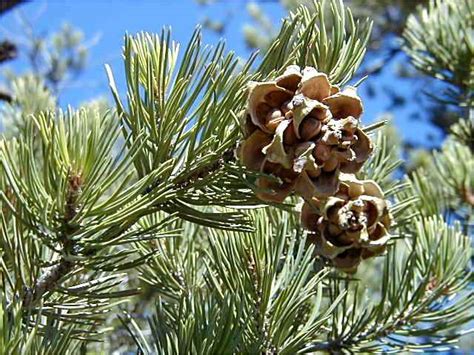 Piñon Pine: Studying the Effects of Climate Change on Drought Tolerance