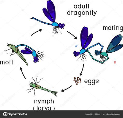 Dragonfly Life Cycle Printable - Printable Word Searches