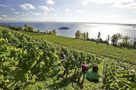 Staatsweingut Meersburg | Germany