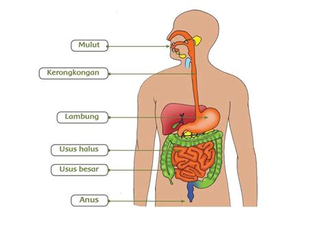 Materi Sistem Pencernaan Manusia - Homecare24