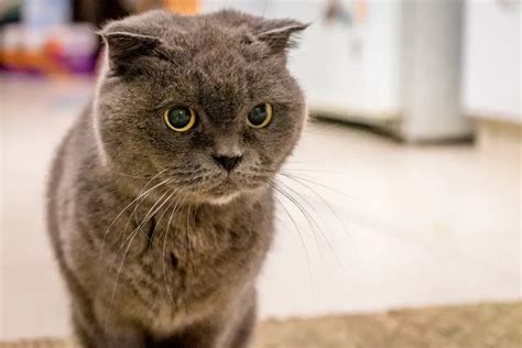 11 Most Adorable Big Eyed Cat Breed In The World