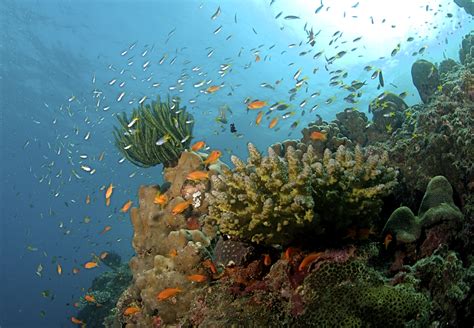 File:The Coral Reef at the Andaman Islands.jpg - Wikimedia Commons