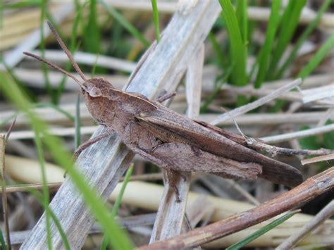 Blue Jay Barrens: Grasshopper