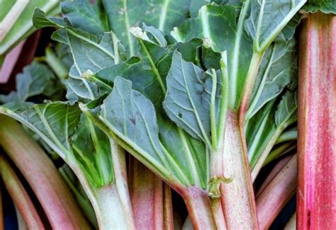 Rhubarb Benefits: 6 Powerful Uses For This Vegetable