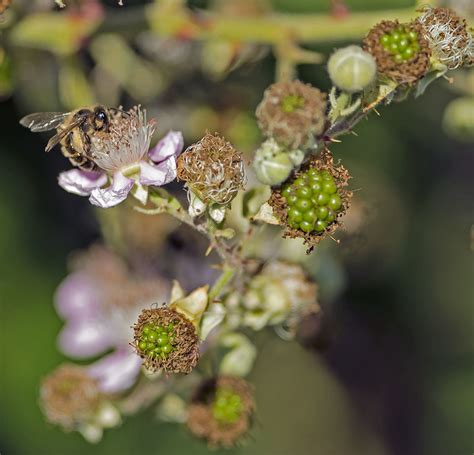 Rubus Fruticosus (Bramble) - Wildlife Natural