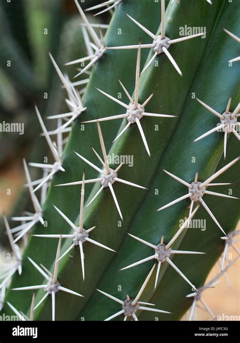 Cactus needles hi-res stock photography and images - Alamy