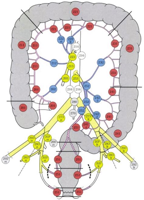 Definition of the extent of lymphadenectomy for colorectal cancer... | Download Scientific Diagram