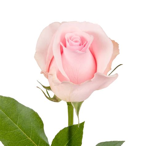 Light Pink Roses 50 cm - Fresh Cut - 125 Stems - Walmart.com - Walmart.com