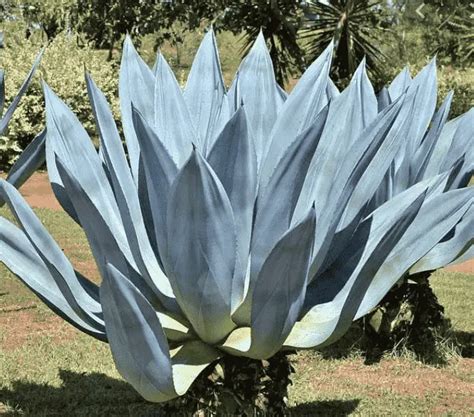 Agave Americana (Care Guide With Pictures) - Succulents Network