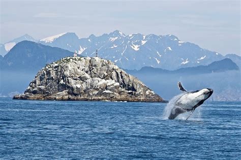 Kenai Fjords National Park Humpback Whale | Kenai fjords national park ...