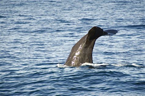 Sperm whale diving stock image. Image of cetacean, massive - 42412049