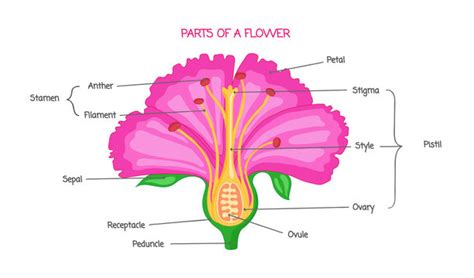 45 label diagram of flower