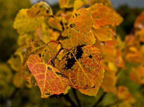 Close up photo of aspen leaves – more autumn colors – Photos from ...