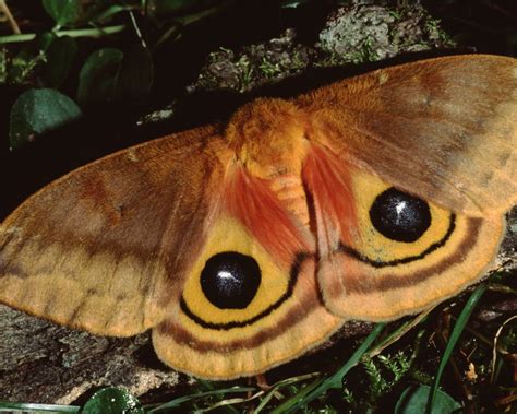 11 Interesting Fuzzy Moth Species - Butterflyhobbyist