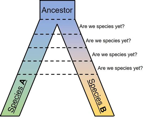 Speciation and Macroevolution - QCE Biology Revision