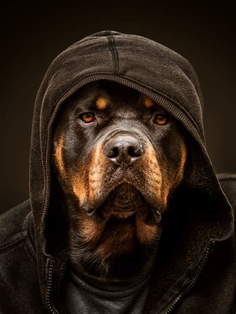 Free download rottweiler wallpaper Pesquisa Google My favorite ...