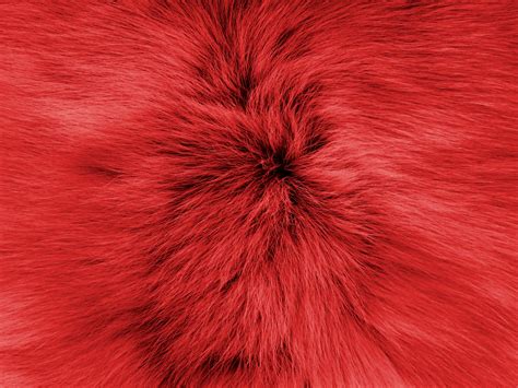 Red Soft Fur Background Free Stock Photo - Public Domain Pictures