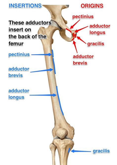 The Adductor Muscles, Their Attachments and Actions - Yoganatomy