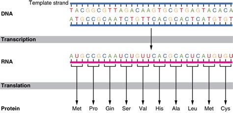 Universal Genetic Code? No! : Proslogion