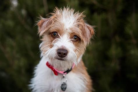 My adorable, perfectly scruffy foster dog : r/aww