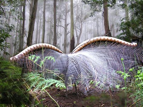 Lyrebird - The Lyrebirds name comes from the shape of the males tail when displayed which looks ...