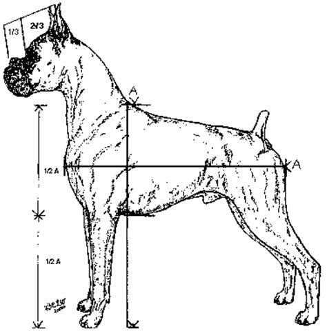 Boxer Dog Breed Standard