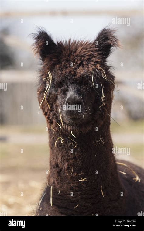 Alpaca (Vicugna pacos Stock Photo - Alamy