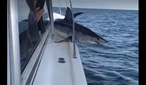 Video: Mako Shark Jumps on Boat and Gets Wedged in the Railing | OutdoorHub