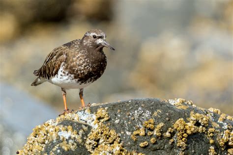 Black Turnstone — Eastside Audubon Society