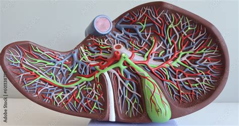 Human anatomy liver model. Structure and function of liver and disease ...