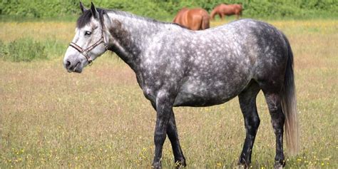 10 Best Colors To Put On Your Gray Horse – Insider Horse – Latest ...