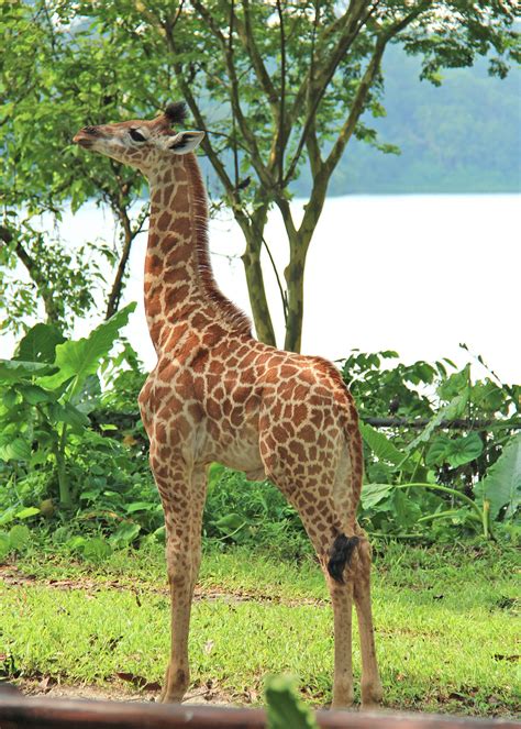 First baby giraffe in nearly 30 years born in S'pore zoo - Mothership ...