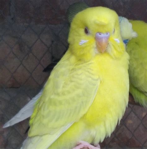MH Birds Aviary | Sheikhupura