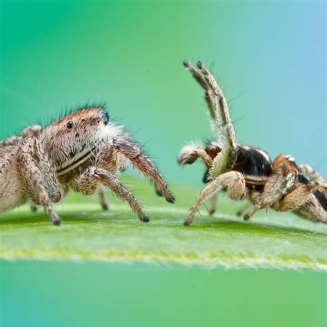 Male jumping spiders court whomever, whenever, but females decide who ...