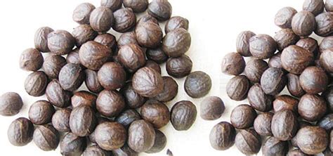 BENEFICIAL EFFECT OF CONSUMING AFRICAN WALNUT TO THE GUT – Information ...