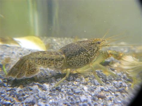 Marbled Crayfish Original Website Since 2007. True Clones for ...