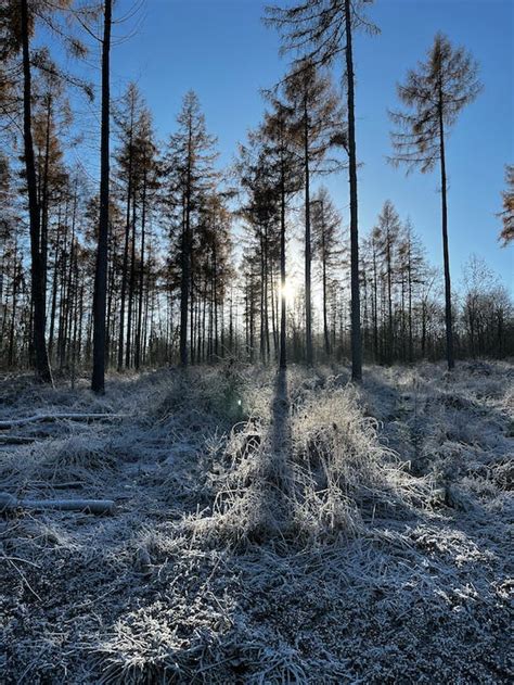 Grass in Frost at Sunrise · Free Stock Photo