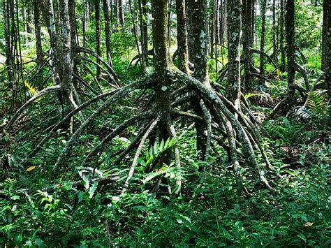 Matang Mangrove Forest Reserve, Kuala Sepetang (Taiping) - 2020 All You Need to Know BEFORE You ...