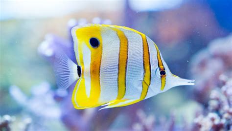 Copperband Butterflyfish 101: Care, Appearance, Size, Diet | 2024