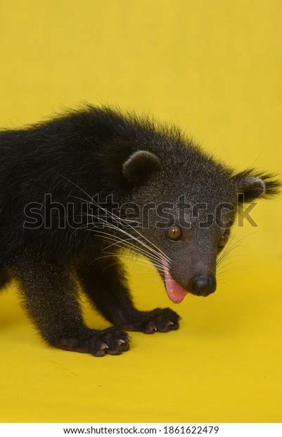 Couple Binturong Bearcat Photo Studio Stock Photo 1861622479 | Shutterstock