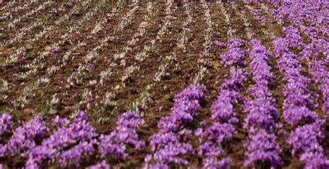 how to grow saffron (the newest cultivation method in 2020) - gruloda team