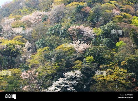 Cherry blossoms in Kyoto Arashiyama Stock Photo - Alamy