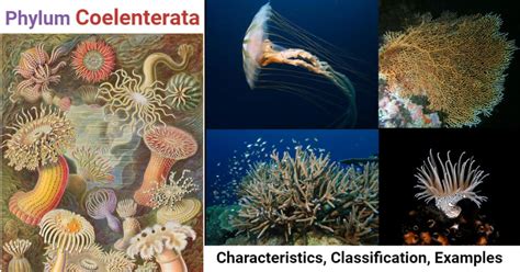 Phylum Coelenterata (Cnidaria)- Characteristics, classification, examples