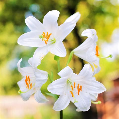 Snowy White Lilium Candidum Bulbs For Sale | Madonna Lily – Easy To Grow Bulbs